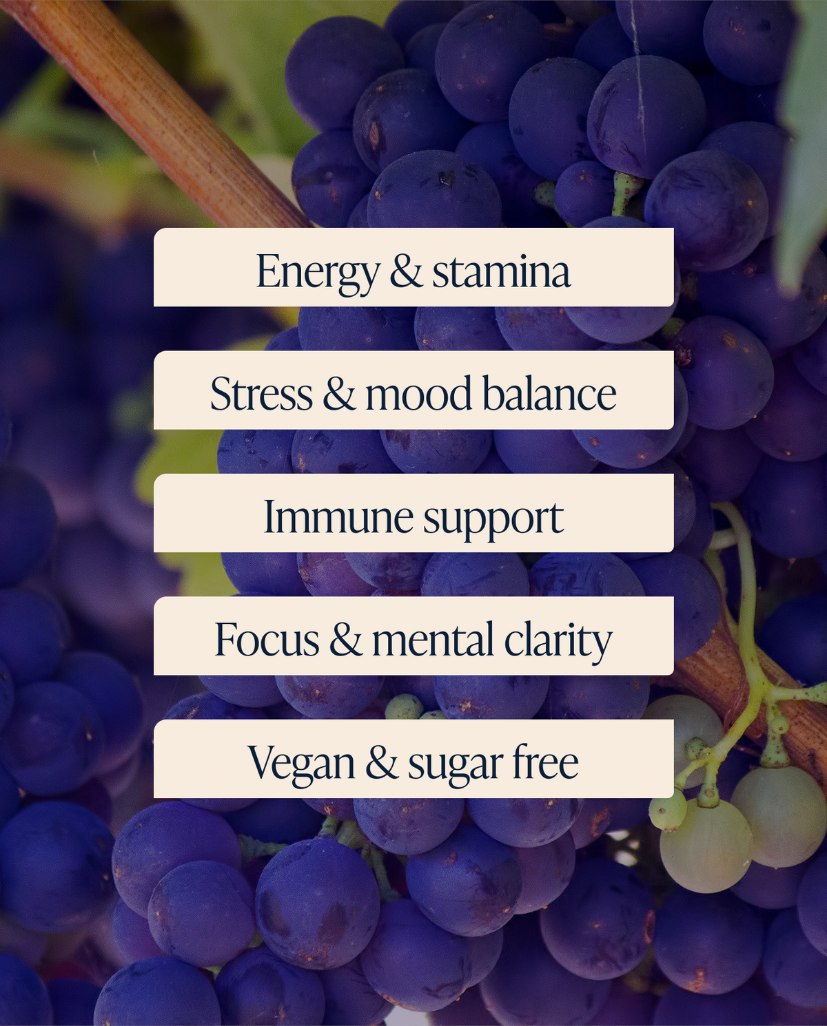 Black Seed, Shilajit & Ashwagandha Gummies