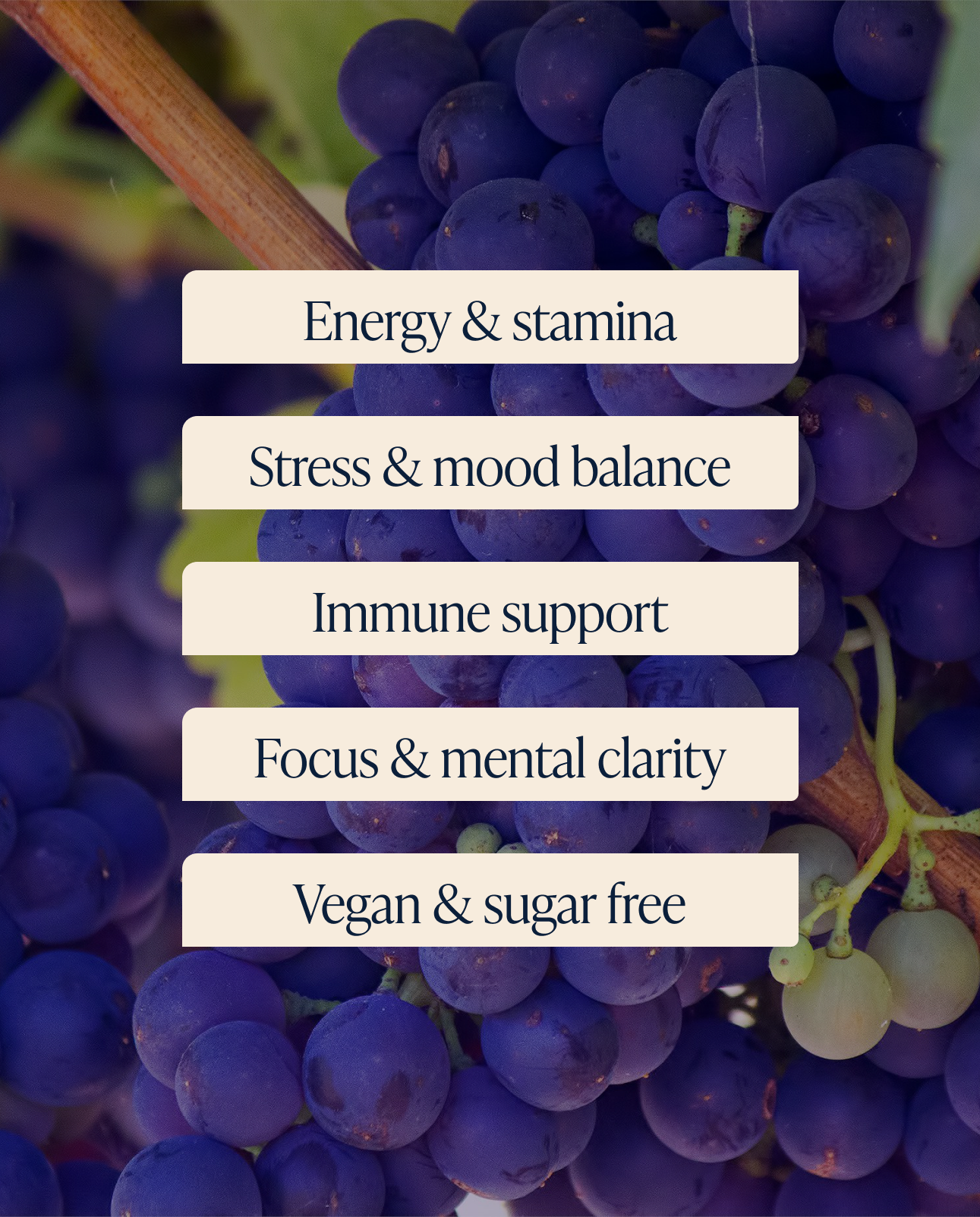 Black Seed, Shilajit & Ashwagandha Gummies