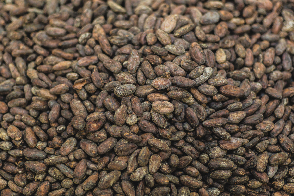 Raw cacao beans